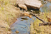 WLD 13 MC0010 01
Chital Deer Jumping Over Stream In Kanha National Park, India
