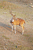 WLD 13 MC0011 01
Chital Buck Standing On Hill In Pench National Park, Madhya Pradesh, India