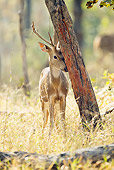 WLD 13 MC0012 01
Chital Buck Rubbing Head On Tree Trunk In Pench National Park, Madhya Pradesh, India