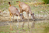 WLD 13 MC0013 01
Two Sambar Does Drinking Water In Kanha National Park, Madhya Pradesh, India