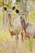 WLD 13 MC0014 01
Two Sambar Does Standing In Meadow In Satpura National Park, Madhya Pradesh, India
