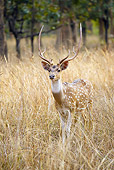 WLD 13 MC0015 01
Chital Buck Grazing In Bandhavgarh National Park, India
