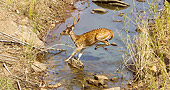 WLD 13 MC0016 01
Chital Buck Jumping Over Stream In Kanha National Park, India