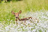 WLD 13 MC0018 01
White-Tailed Deer Fawn Standing In Wildflowers Central Pennsylvania