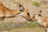 WLD 13 MC0019 01
Chital Mother And Fawn Nuzzling In Kanha National Park, India