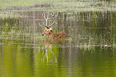 WLD 13 MC0020 01
Barasingha Walking Through Swamp In Kanha National Park, Madhya Pradesh, India