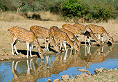 WLD 13 MH0002 01
Group Of Spotted Deer Does Drinking Water India