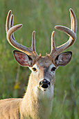 WLD 13 RF0056 01
Head Shot Of White-Tailed Deer Buck Standing In Field