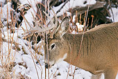 WLD 13 RF0058 01
Close-Up Of White-Tailed Deer Buck Standing Rubbing Head On Sticks