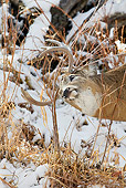 WLD 13 RF0059 01
Head Shot Of White-Tailed Deer Buck Standing Rubbing Head On Sticks