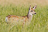 WLD 13 RF0063 01
Mule Deer Fawn Standing In Field