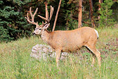 WLD 13 RF0064 01
Mule Deer Buck Standing In Field