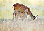 WLD 13 RK0001 05
Sika Deer.