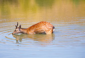 WLD 13 RK0005 01
Sika Deer Standing In Water