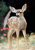 WLD 13 RK0010 07
Fawn Standing By Pink Flowers Facing Camera