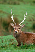 WLD 13 RK0049 02
Head Shot Of Stag Laying On Grass