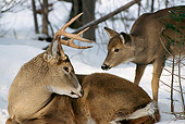 WLD 13 TL0013 01
White-Tailed Deer Fawn Nudging Buck Laying On Snow In Woods
