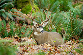 WLD 13 TL0025 01
Black-Tailed Deer Buck Laying In Fallen Leaves In Forest