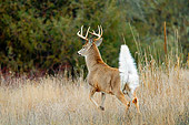 WLD 13 TL0026 01
White-Tailed Deer Buck Signaling To Others About Intruder With Tail