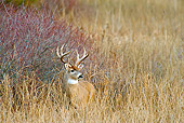 WLD 13 TL0027 01
White-Tailed Deer Buck Standing In Meadow In Late Autumn