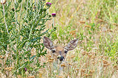 WLD 13 TL0032 01
White-Tailed Deer Doe In Summer Meadow