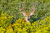 WLD 13 TL0033 01
White-Tailed Deer Buck In Velvet Standing In Summer Meadow