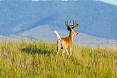 WLD 13 TL0038 01
White-Tailed Deer Buck In Velvet Standing In Summer Meadow