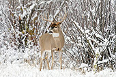 WLD 13 TL0039 01
White-Tailed Deer Buck Standing In November Snow