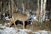 WLD 13 WF0001 01
White-Tailed Deer Doe Standing In Snow