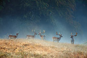 WLD 13 WF0002 01
Fallow Deer Stag In Early Morning Mist