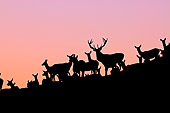 WLD 13 WF0004 01
Silhouette Of Red Deer At Dusk