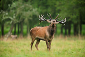 WLD 13 WF0006 01
Red Deer Stag Standing In Field Bellowing During Rut