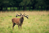 WLD 13 WF0007 01
Red Deer Stag Standing In Field Bellowing During Rut