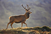 WLD 13 WF0008 01
Red Deer Stag Backlit Walking On Grassy Ridge
