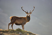 WLD 13 WF0009 01
Red Deer Stag Backlit Walking On Grassy Ridge