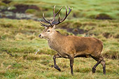 WLD 13 WF0010 01
Red Deer Stag Walking On Grass During Autumn Rut