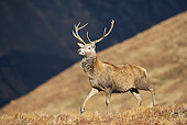 WLD 13 WF0011 01
Red Deer Stag Walking On Dry Grass
