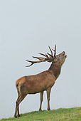 WLD 13 WF0012 01
Red Deer Stag Standing On Grass Bellowing In Rut