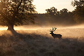 WLD 13 WF0013 01
Silhouette Of Red Deer Stag Standing In Meadow In Morning Mist