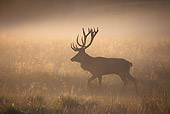 WLD 13 WF0014 01
Silhouette Of Red Deer Stag Walking In Meadow In Morning Mist