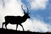 WLD 13 WF0015 01
Silhouette Of Red Deer Stag Walking On Grassy Ridge