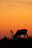 WLD 13 WF0016 01
Silhouette Of Red Deer Stag Grazing At Sunset