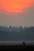 WLD 13 WF0017 01
Silhouette Of Red Deer Stag Bellowing At Sunset