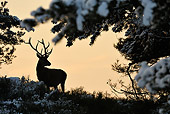 WLD 13 WF0018 01
Silhouette Of Red Deer Stag Standing In Snow-Covered Meadow