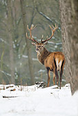 WLD 13 WF0019 01
Red Deer Stag Standing In Snowy Forest