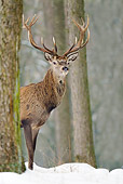 WLD 13 WF0020 01
Red Deer Stag Looking Out From Behind Tree In Snowy Forest