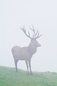 WLD 13 WF0021 01
Red Deer Stag Standing On Meadow In Mist