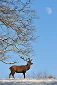 WLD 13 WF0022 01
Red Deer Stag Standing In Snowy Clearing Against Blue Sky And Moon