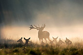WLD 13 WF0023 01
Red Deer Stag Bellowing In Morning Mist With Hinds