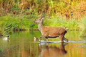 WLD 13 WF0024 01
Red Deer Female Crossing River In Autumn Rut